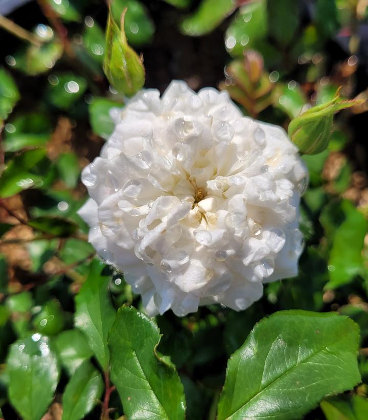 Rosa White Drift®