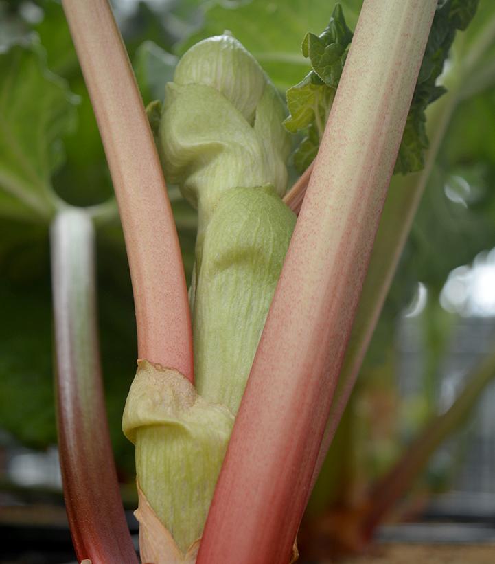Rheum Victoria