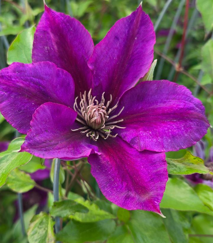Clematis x Boulevard® Picardy™
