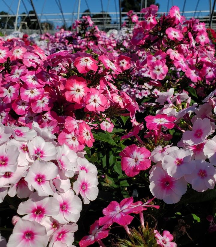 Phlox Volcano® Medley Medley Garden Phlox From Prides Corner Farms