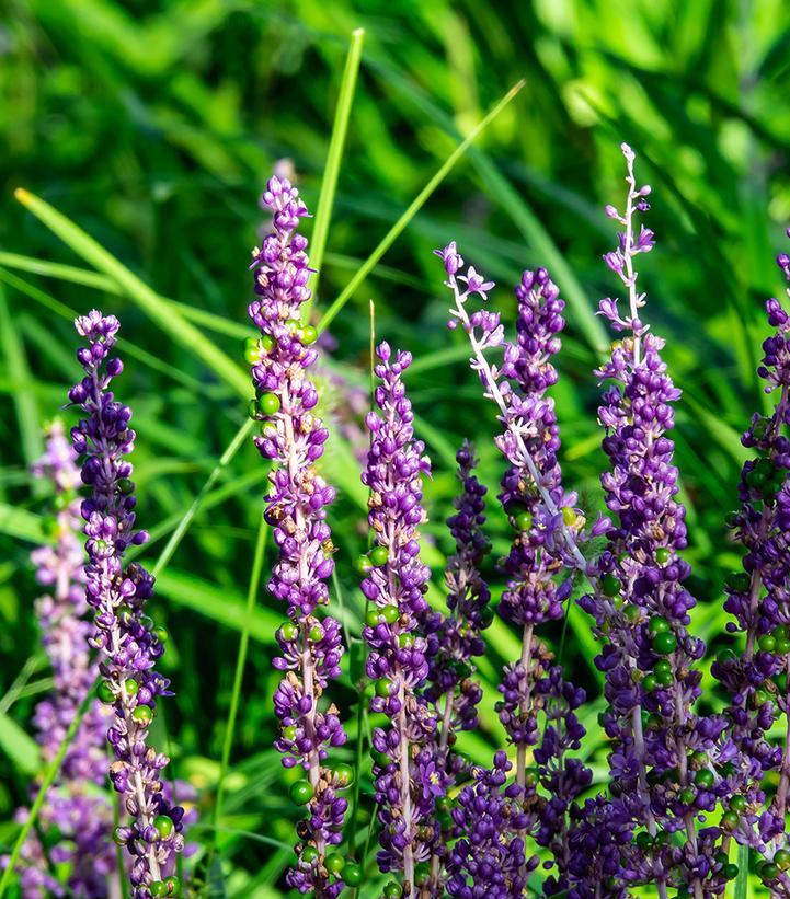 Liriope spicata 