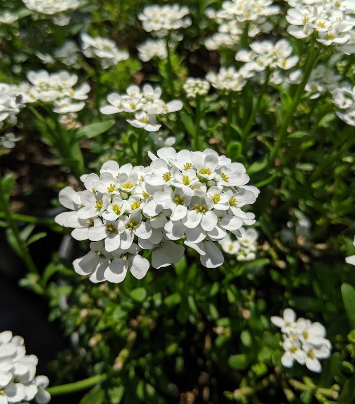 Iberis sempervirens 'Alexander's White'