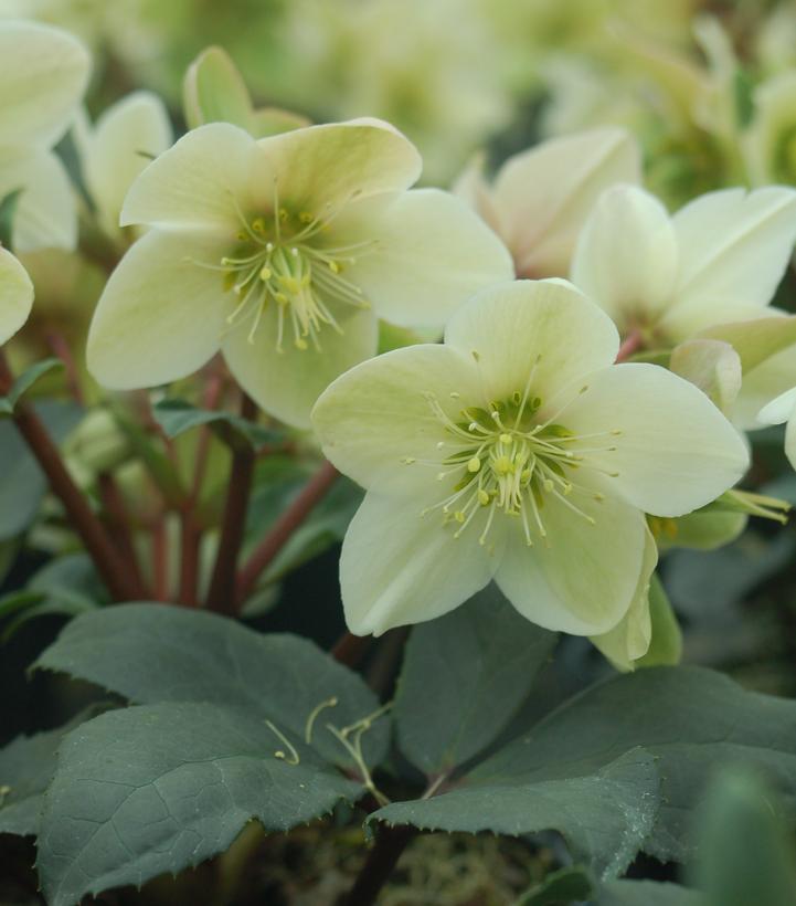 Helleborus x ericsmithii HGC® Champion