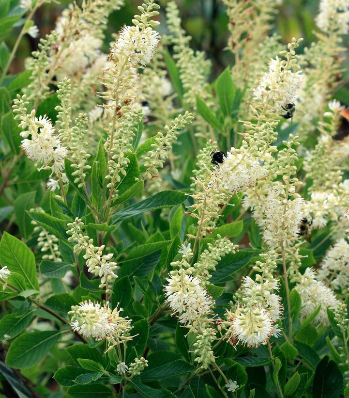 Clethra alnifolia 'Hummingbird'