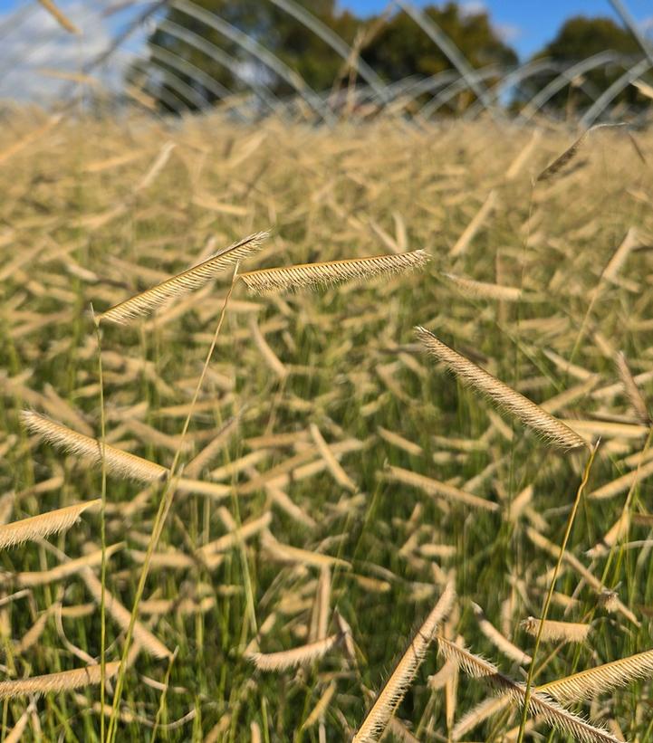 Bouteloua gracilis 'Blonde Ambition'