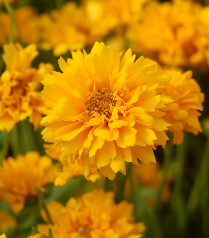 Coreopsis grand. Early Sunrise
