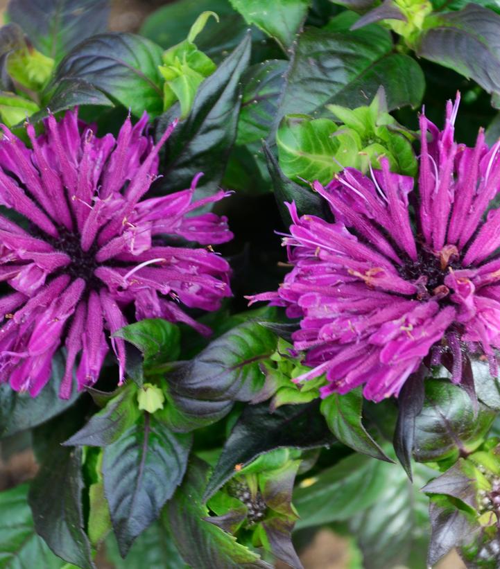 Monarda Sugar Buzz™ Rockin' Raspberry