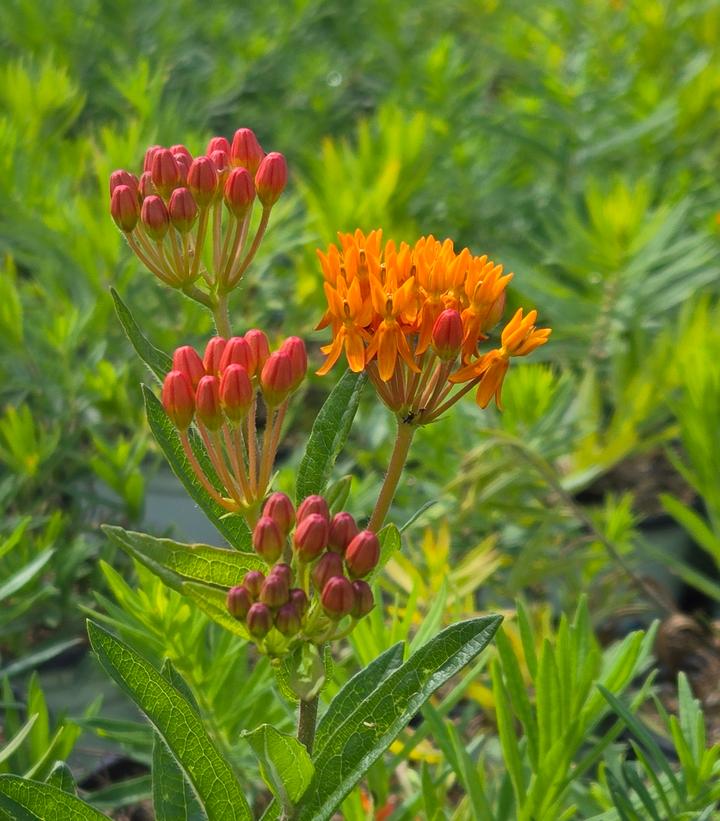 Asclepias tuberosa 'Gay Butterflies'