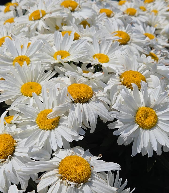 Leucanthemum superbum 'Spoonful Of Sugar'