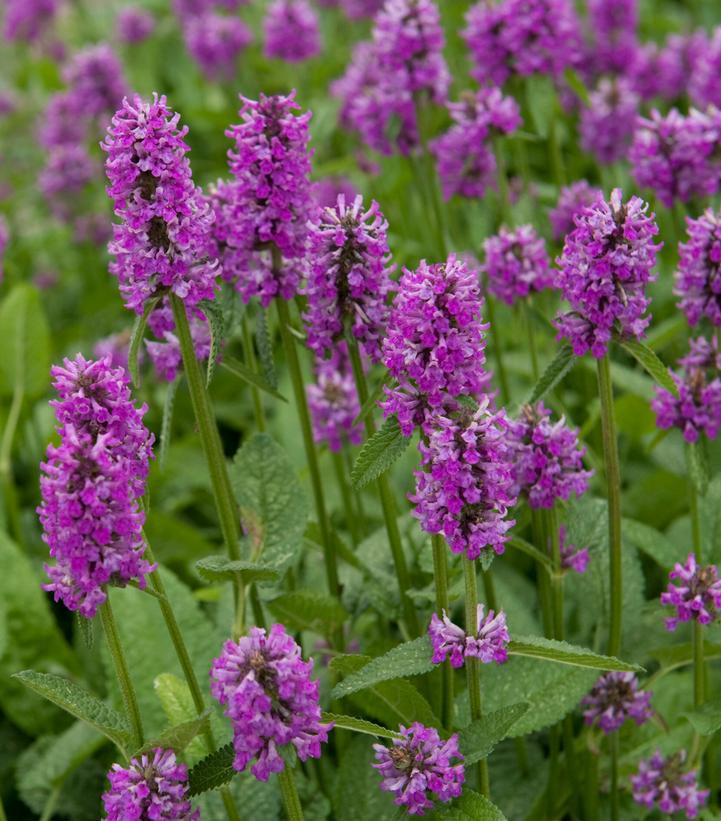 Stachys monieri Hummelo