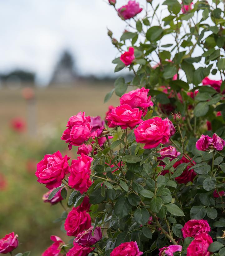Rosa Easy Elegance® My Girl