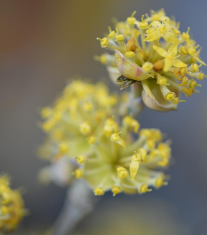 Cornus mas 'Golden Glory'