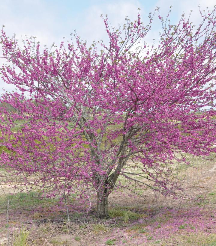 Cercis canadensis 'Pink Pom Pom' Pink Pom Poms Eastern Redbud Prides Corner Farms