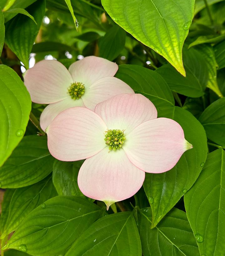 Cornus X Stellar Pink®