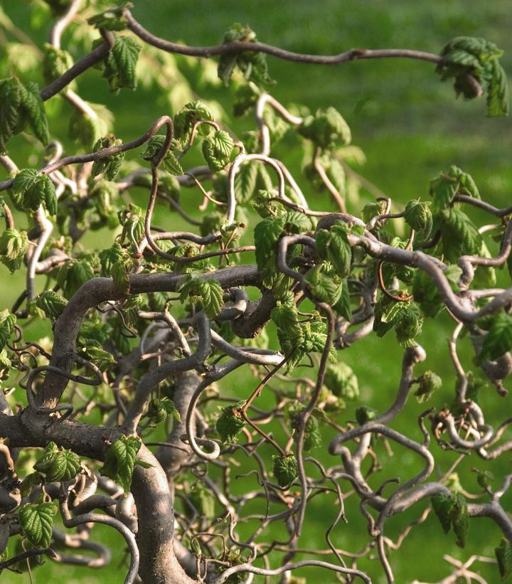 Corylus avellana Contorta