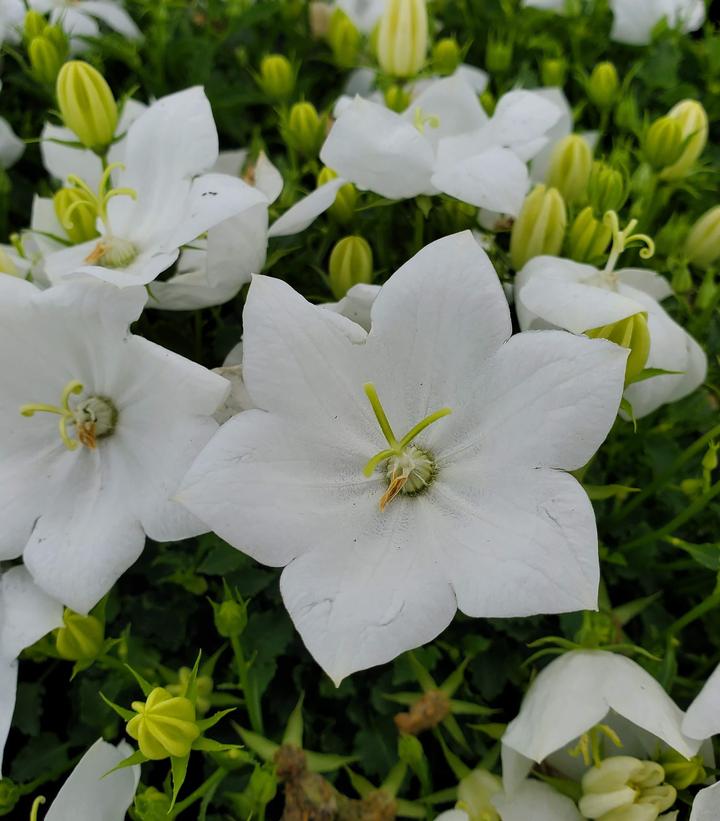 Campanula carpatica 'Rapido White'