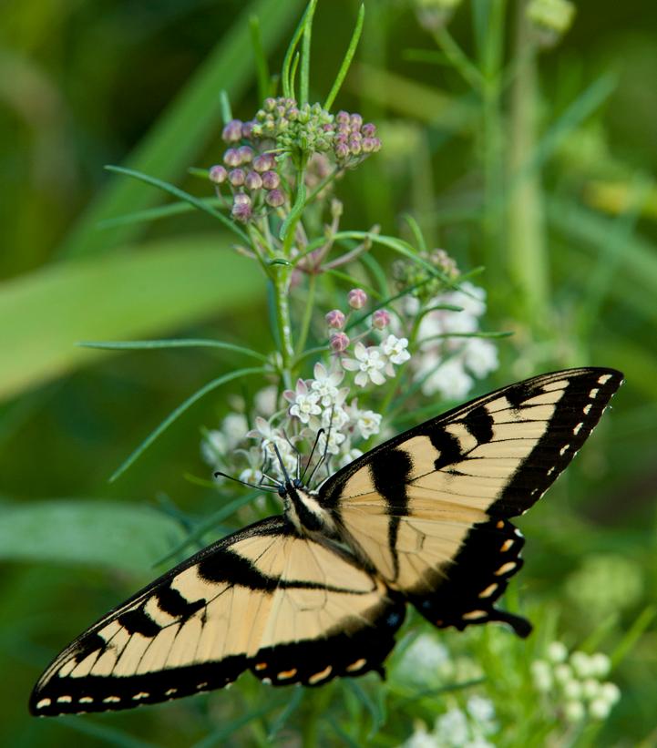 Asclepias verticillata 