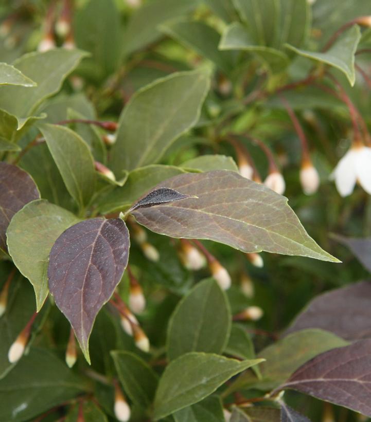 Styrax japonicus 'Evening Light'