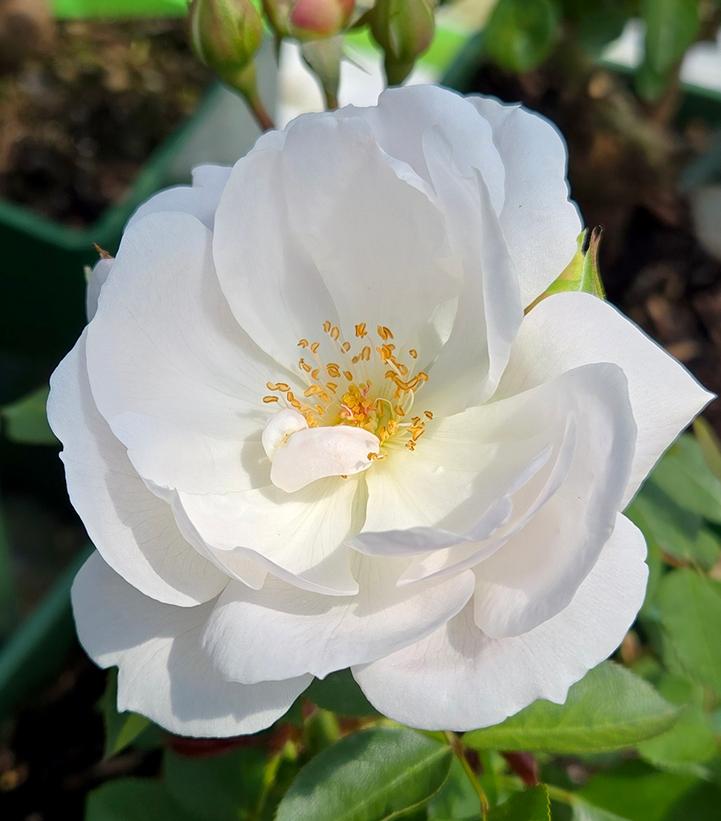 Rosa Desdemona®