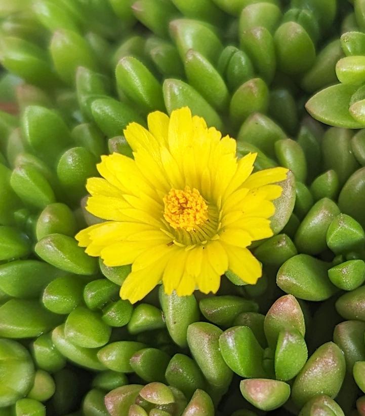 Delosperma nubigenum 