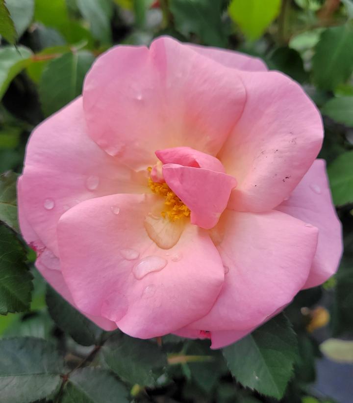 Rosa Knock Out® Peachy Knock Out®