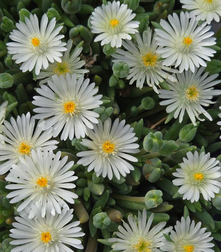 Delosperma cooperi Jewel of the Desert® Moonstone
