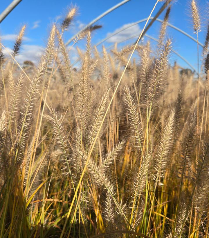 Pennisetum alopecuroides 