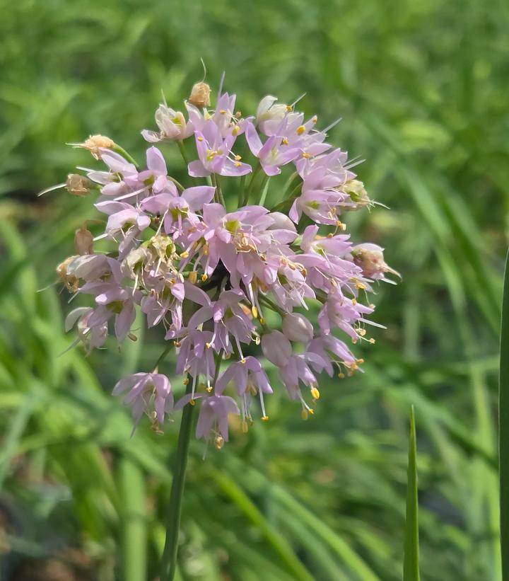 Allium cernuum 