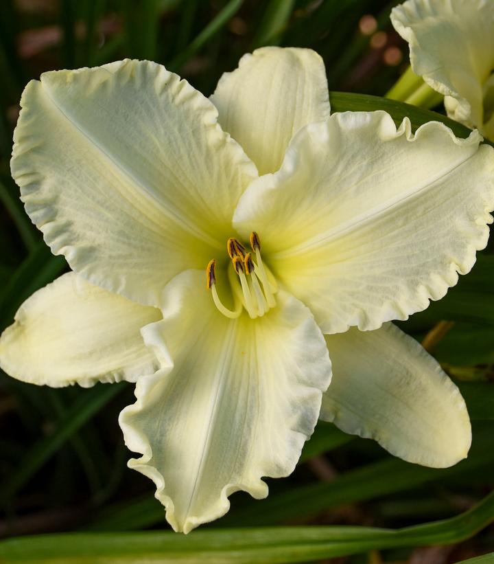 Hemerocallis 'Sunday Gloves'