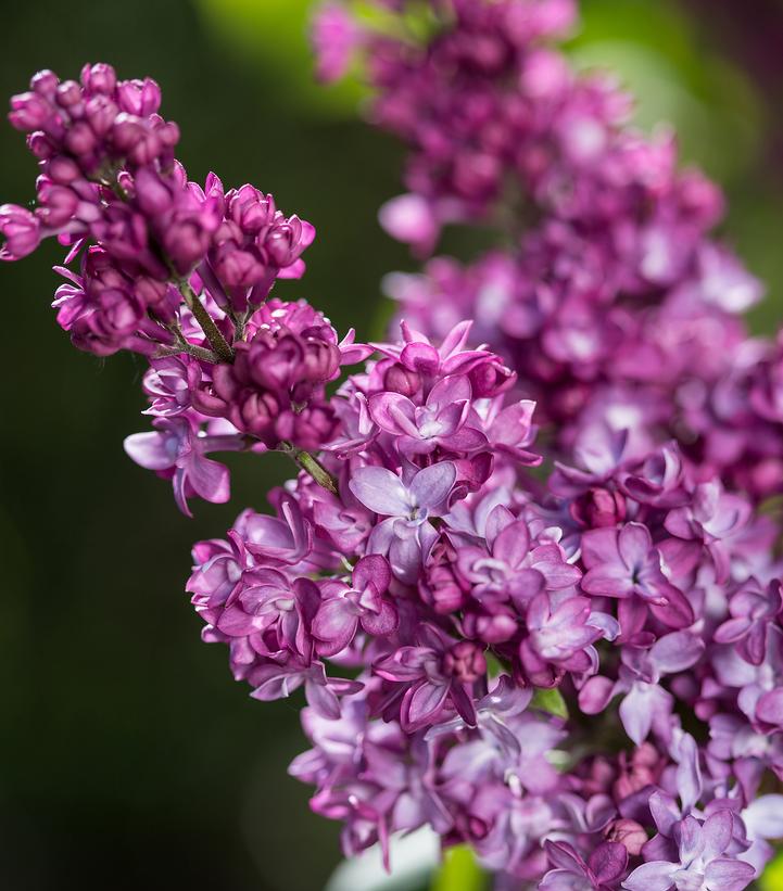 Syringa Virtual Violet®