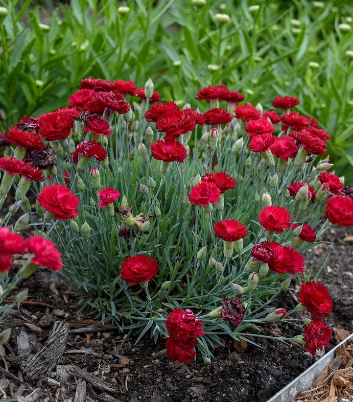 DIanthus x PRETTY POPPERS® 'Electric Red'