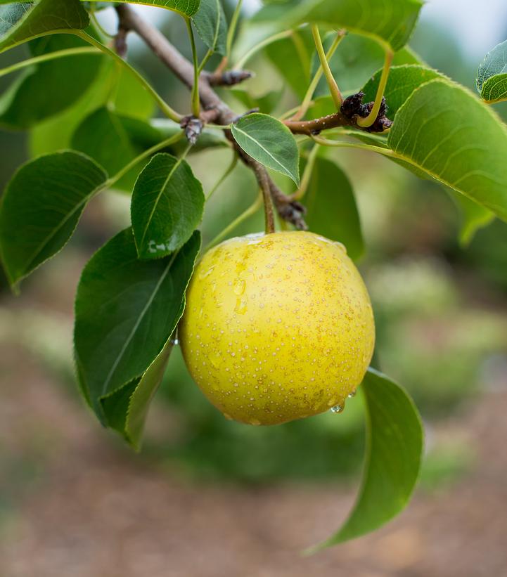 Pyrus Tawara