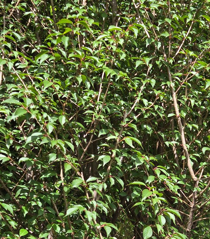 Prunus yedoensis 'Okame'