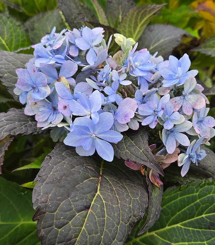 Hydrangea serrata Tuff Stuff Ah-Ha®