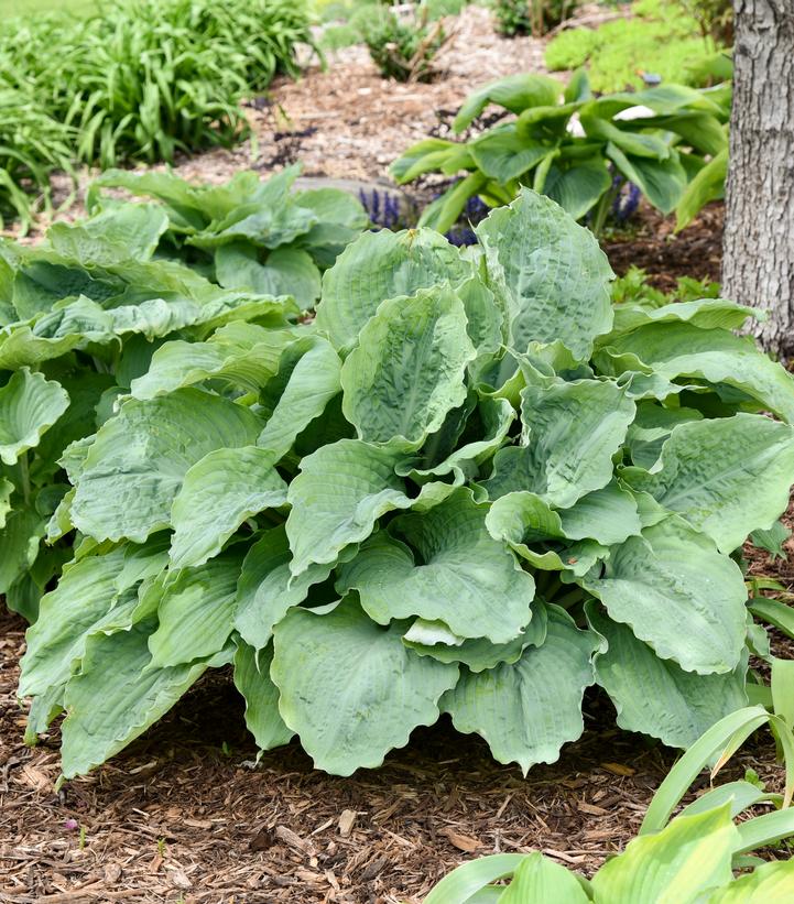 Hosta x Shadowland® Shadowland® 'Diamond Lake'