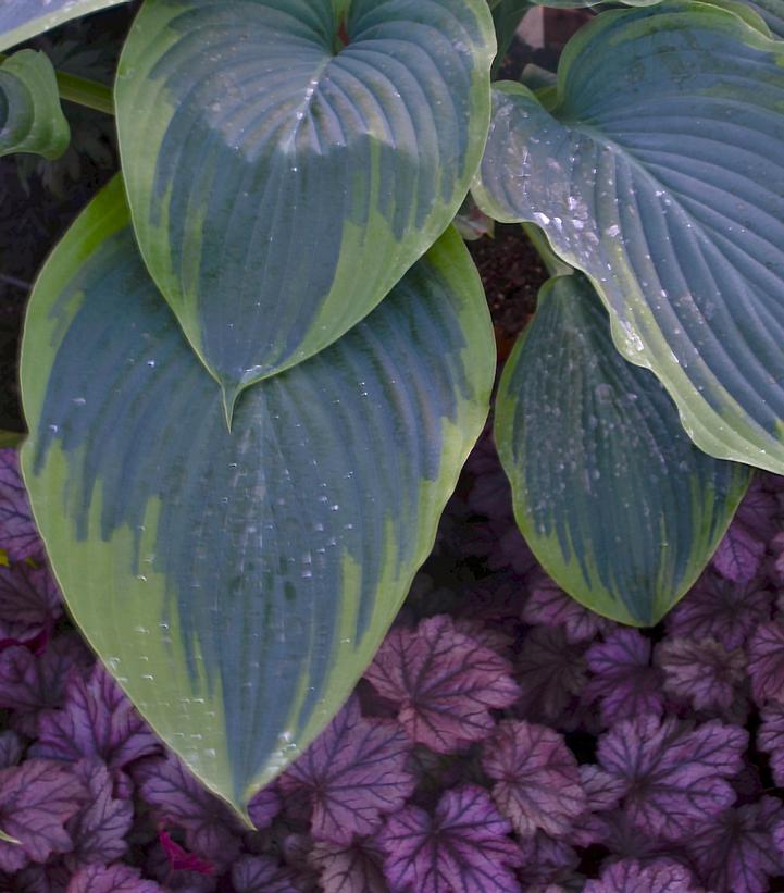 Hosta x Shadowland® Shadowland® 'Wu-La-La'