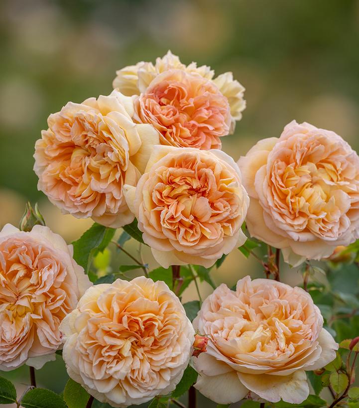 Rosa Bathsheba®