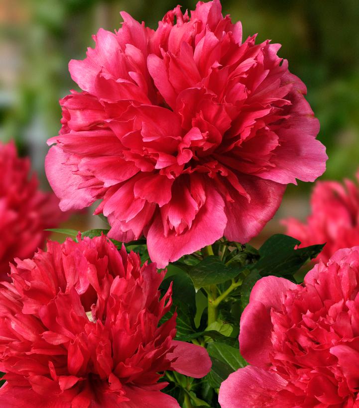 Paeonia lactiflora 'Many Happy Returns'