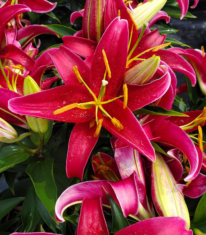 Lilium orientalis ‘Sunny Keys’ Dwarf Oriental Lily from Prides Corner Farms