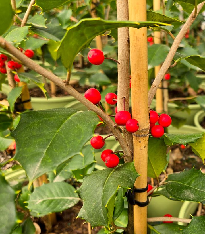 Ilex opaca 'Satyr Hill'