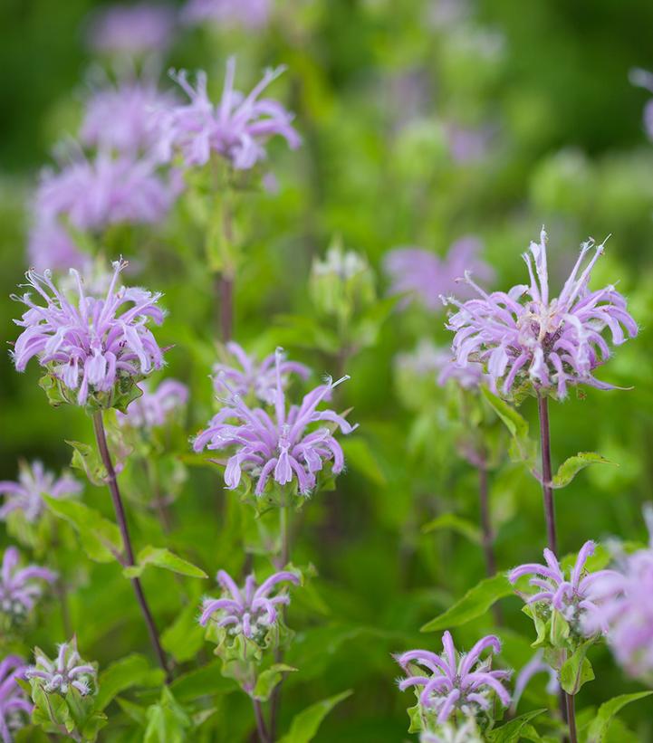 50 Plants with Purple Flowers