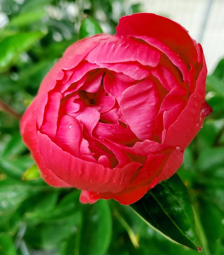 Paeonia 'Red Sarah Bernhardt'