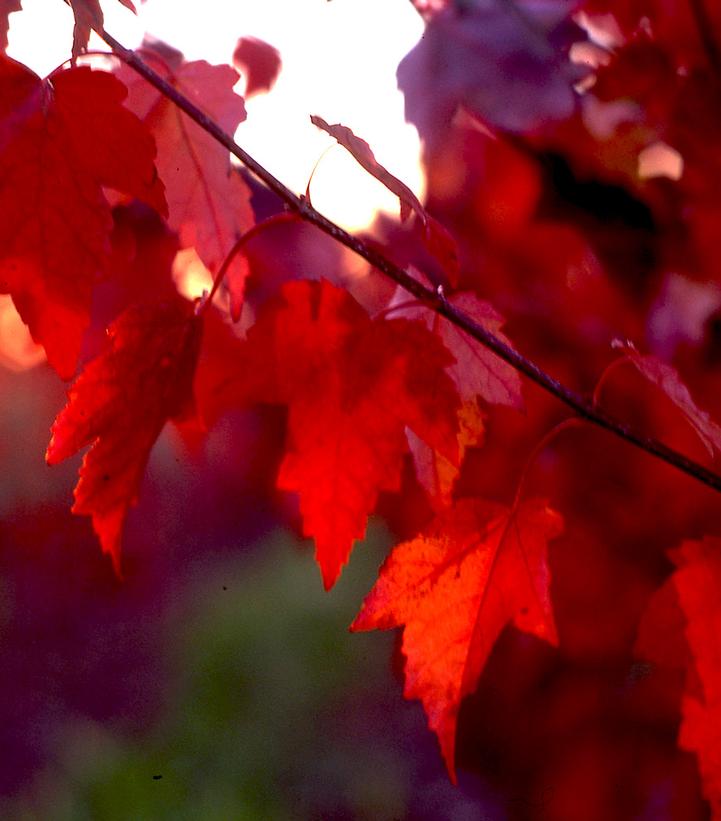 Acer rubrum 'Autumn Flame'