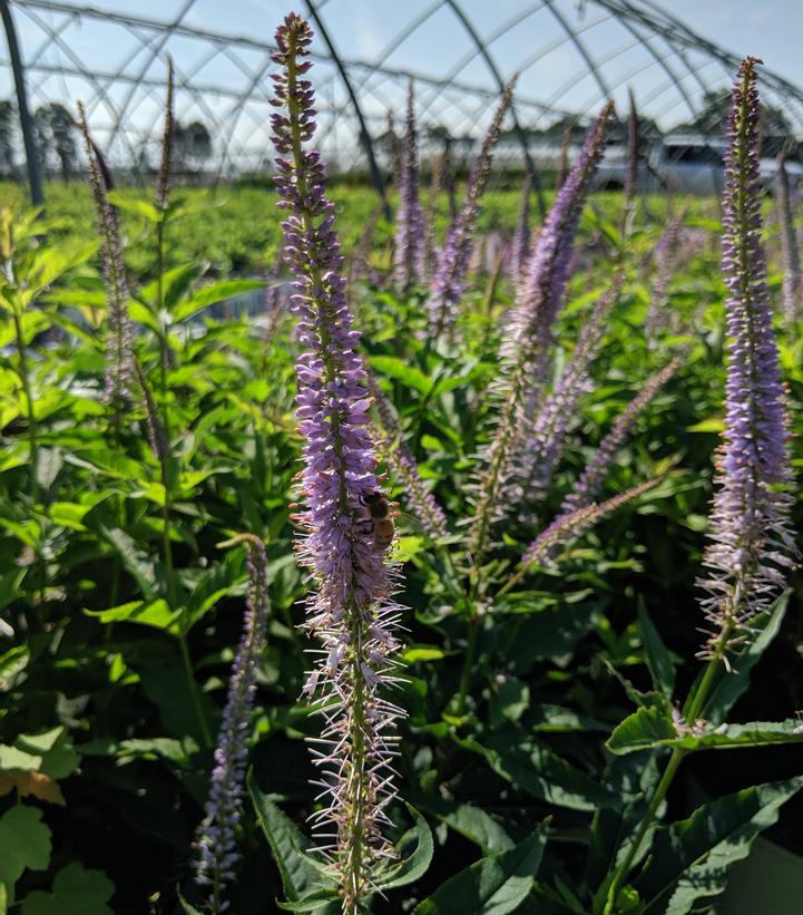 pustes op Planet fajance Veronicastrum virginicum 'Red Arrow' Culver's Root from Prides Corner Farms