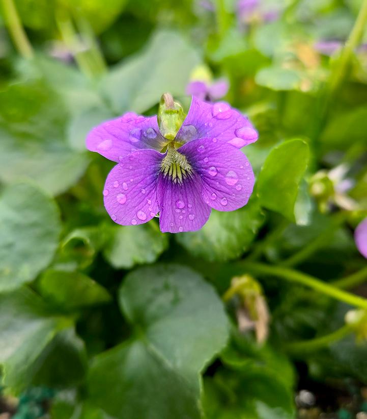 Viola sororia 