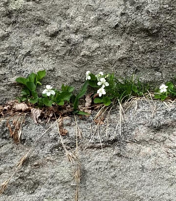 Viola striata 