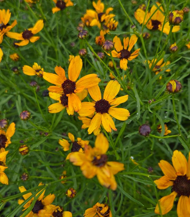 Coreopsis verticillata Permathread™ 'Butter Rum'