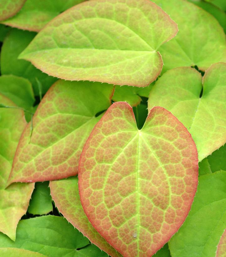Epimedium x 'Orange Queen'