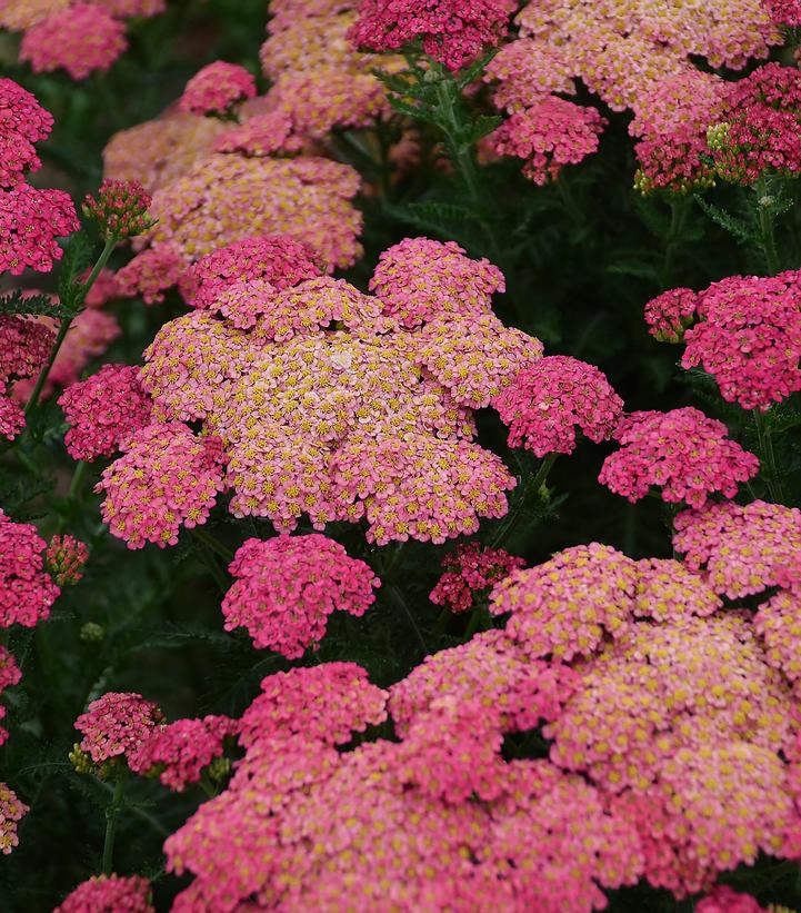 Achillea 'Sassy Summer Taffy'