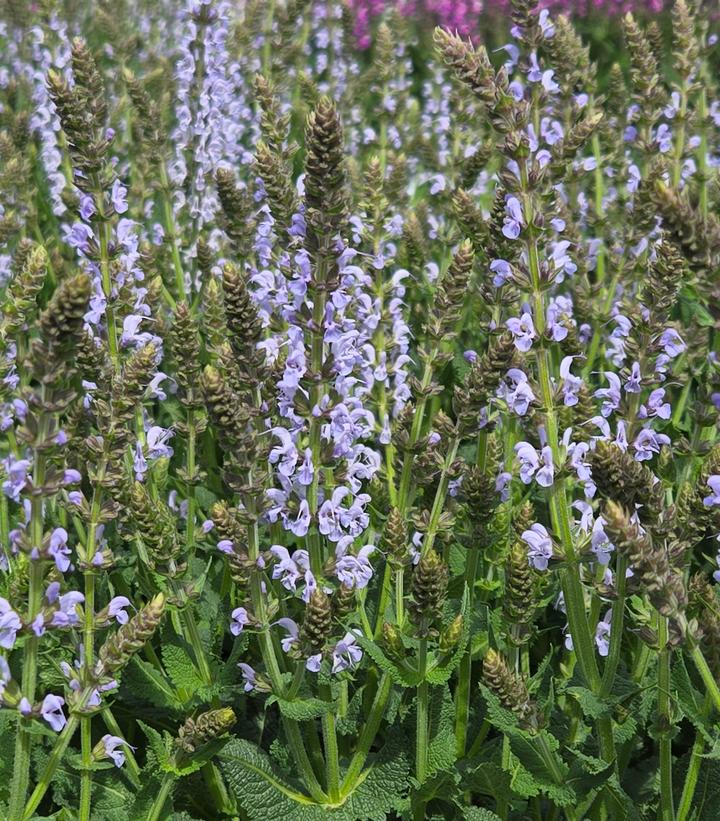 Salvia nemerosa 'Perfect Profusion'